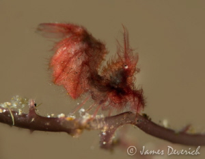 Hairy by James Deverich 